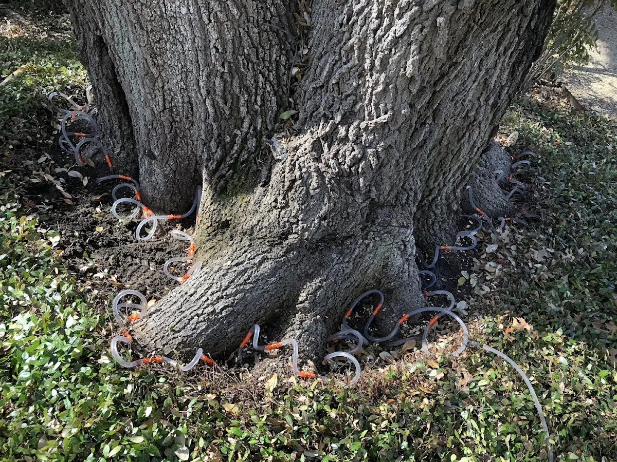 Detailed Tree Cabling and Bracing job site in Hamburg