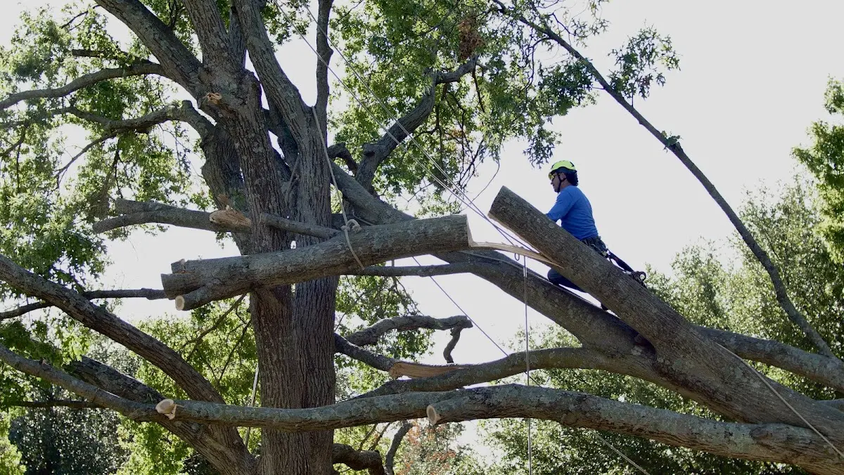 Professional Crown Thinning performed by certified arborists in Hamburg